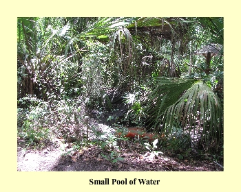 Small Pool of Water