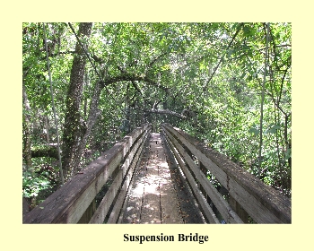 Suspension Bridge