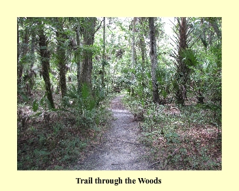 Trail through the Woods