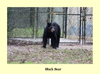 Black Bear