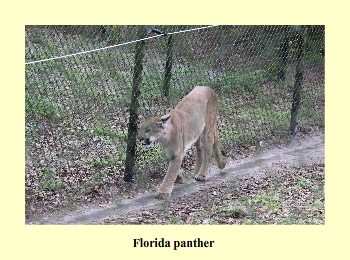 Florida Panther