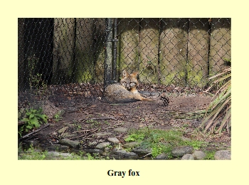 Gray Fox