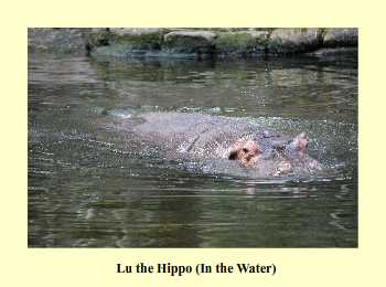 Lu the Hippo (In the Water)