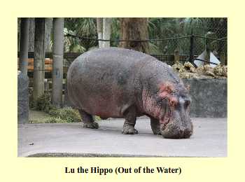 Lu the Hippo (Out of the Water)