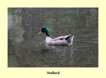 Mallard