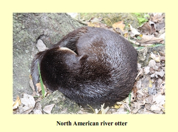 North American river otter