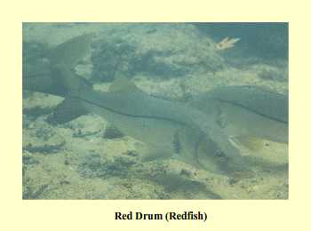 Red Drum (Redfish)