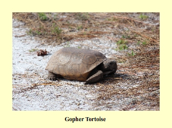 Gopher Tortoise