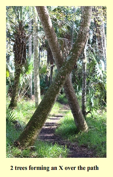 2 trees forming an X over the path