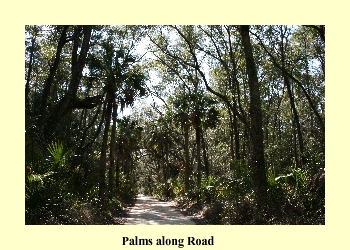 Palms along Road