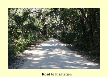 Road to Plantation