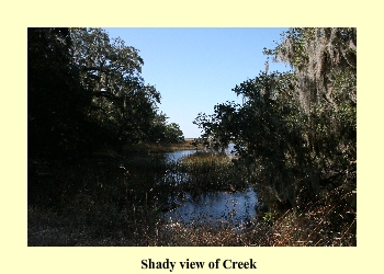 Shady view of Creek