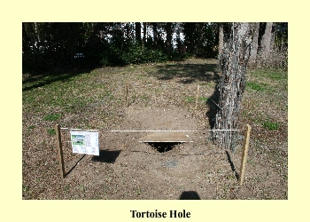 Tortoise Hole