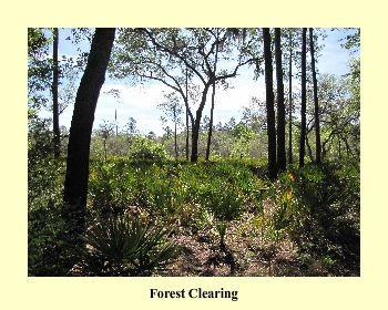 Forest Clearing