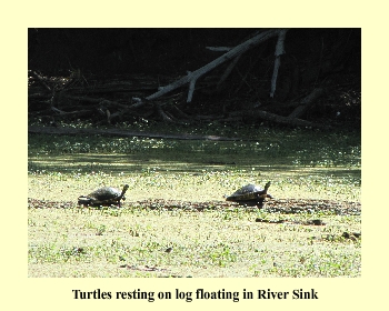 Turtles resting on log floating in River Sink