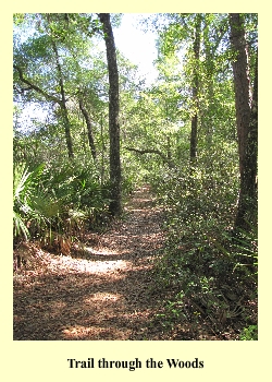 Trail through the Woods