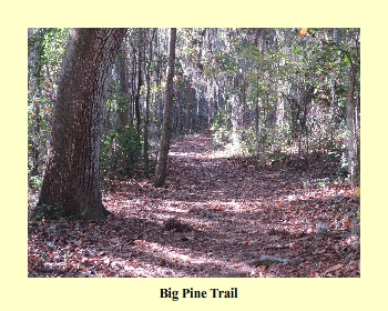 Big Pine Trail