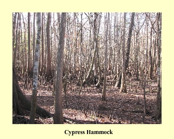 Cypress Hammock