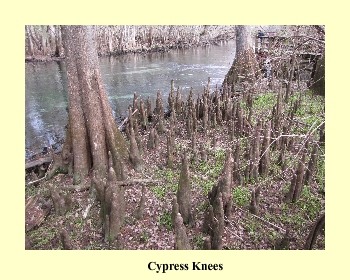 Cypress Knees