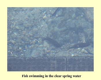 Fish swimming in the clear spring water
