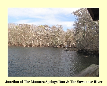 Junction of The Manatee Springs Run & The Suwannee River