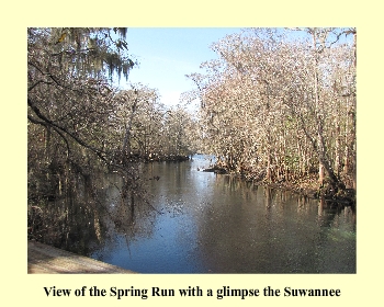 View of the Spring Run with a glimpse the Suwannee