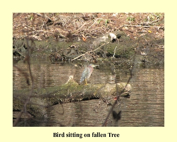 Bird sitting on fallen Tree