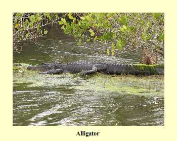 Alligator