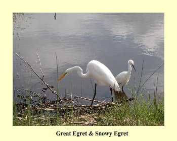 Great Egret & Snowy Egret