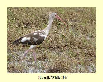 Juvenile White Ibis