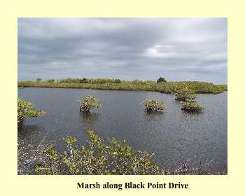 Marsh along Black Point Drive