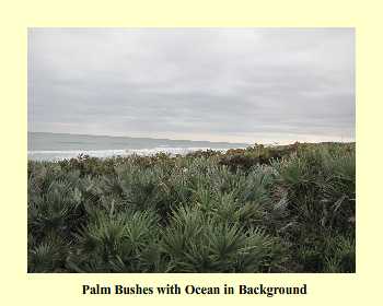 Palm Bushes with Ocean in Background