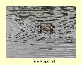 Blue Winged Teal