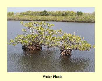 Water Plants