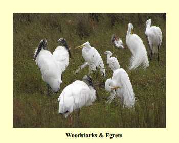 Woodstorks & Egrets