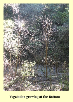 Vegetation growing at the Bottom