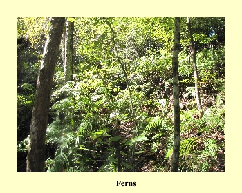 Ferns