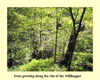 Trees growing along the rim of the Millhopper