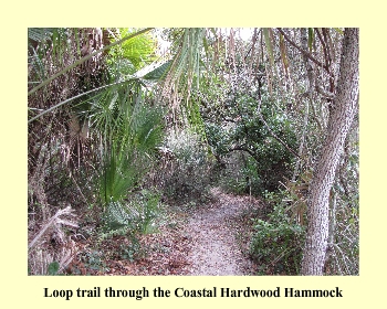 Loop trail through the Coastal Hardwood Hammock