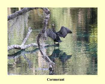 Cormorant