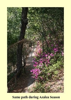 Same path during Azalea Season