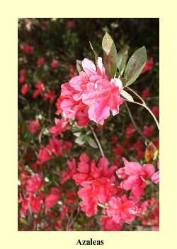 Azaleas