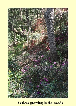 Azaleas growing in the woods