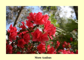 More Azaleas