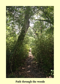 Path through the woods