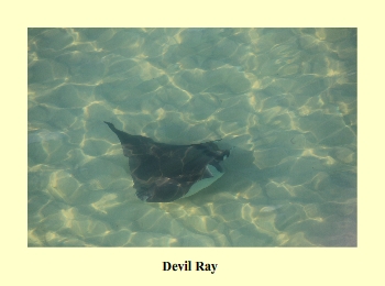 Devil Ray