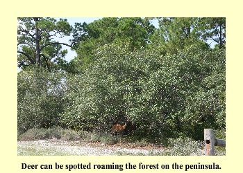 Deer can be spotted roaming the forest on the peninsula.