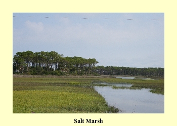 Salt Marsh