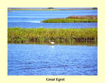 Great Egret