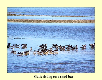 Gulls sitting on a sandbar